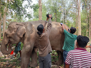 Peta-india-rescues-elephant-tripura