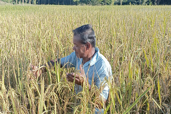 Flood-resistant-paddy-variety