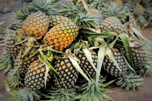Pineapple-Tripura-export-queen