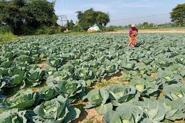 cabbage-Tripura-farmers