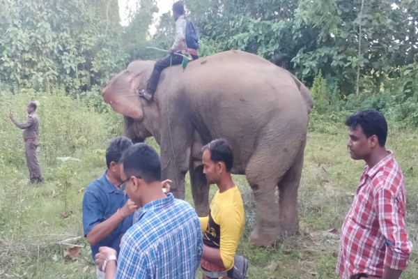 Elephant -infiltrates-Bangladesh-Teipura