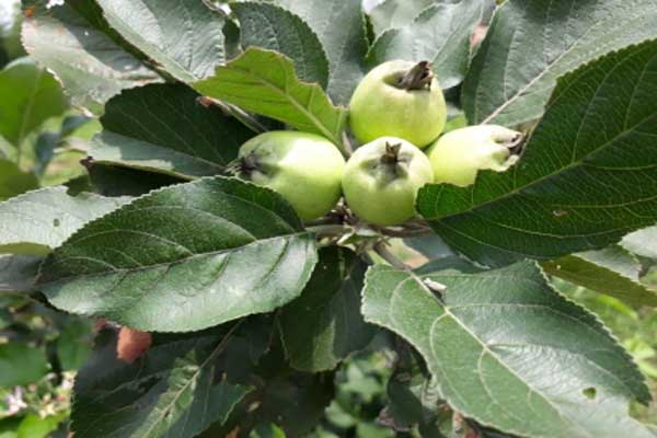 pushed by covid crisis 2 tribal youth grow apples in tripura