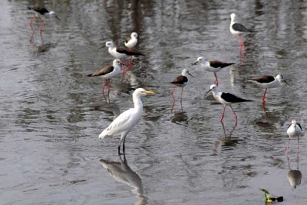 unfounded beliefs kill scores of egrets in assam authorities initiate action