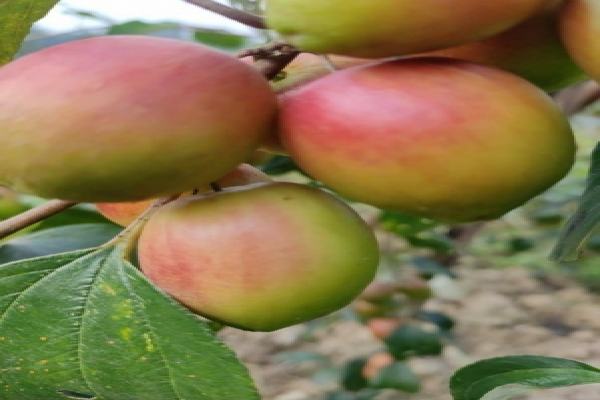 caught in covid crisis tripura tribals grow apple ber first in ne region