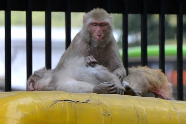 7 held for killing 38 monkeys in karnatakas hassan
