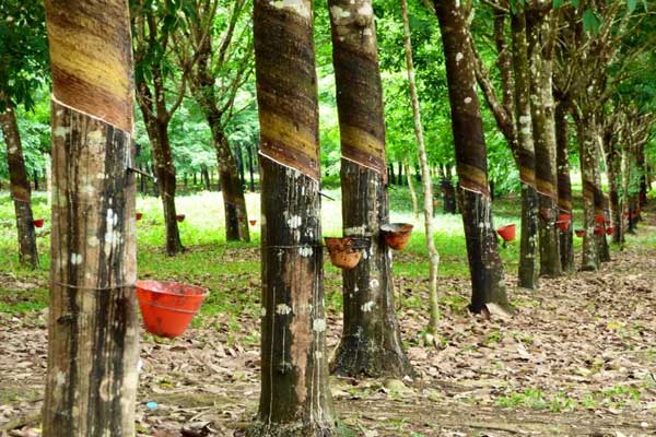 tripura news rubber cultivation providing platform to rebuild covid hit rural economy