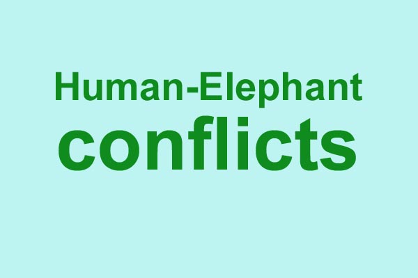 Over 2,300 humans, 490 elephants killed in human-elephant conflicts