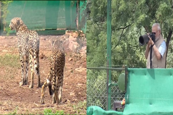 pm modi releases eight cheetahs in mps kuno national park