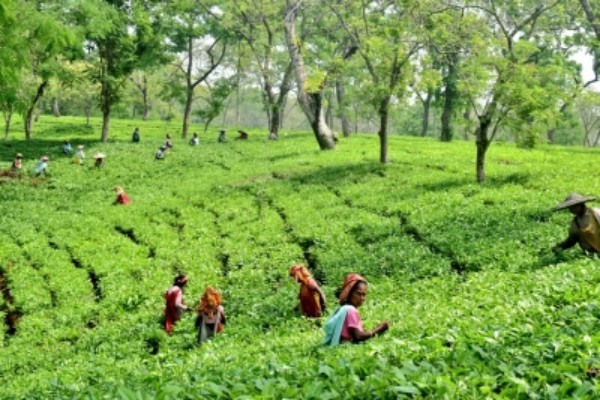 lab tests by experts scotch safety concerns about tea produced in bengal ne