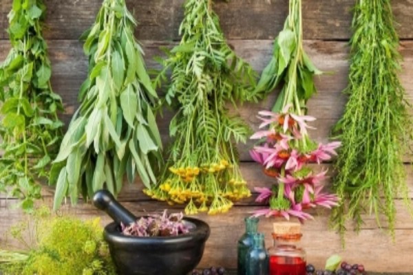 Herbal arsenal against diabetes: Study identifies 400 medicinal plants with Blood Sugar control abilities