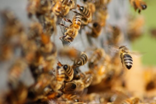 swarm of bees disrupts voting in tripura 15 voters injured