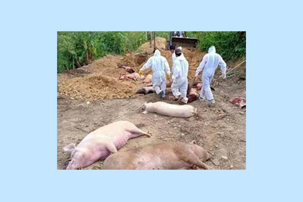 northeast news african swine fever hits mizoram authorities cull over 1300 pigs to prevent spread