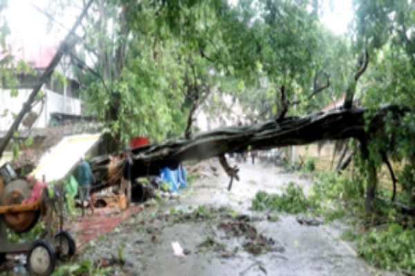 northeast news tree falls on moving autorickshaw killing schoolboy and injuring mother in assam