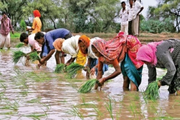 optimistic start for july monsoon sowing area surpasses last year