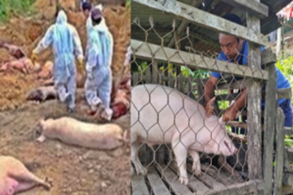 african swine fever hits mizoram pig industry 5430 pigs dead 10300 culled