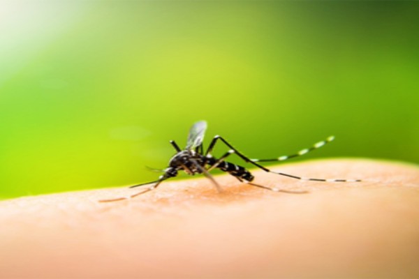 bangladesh reports highest daily dengue tally of 1221 cases strengthens mosquito control