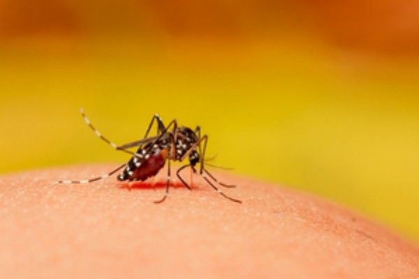 dengue and arbovirus spread alarming who rolls ou---