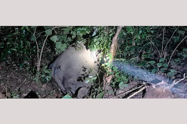 elephant severely hurt by train in tripura forest department lodges complaint with railway