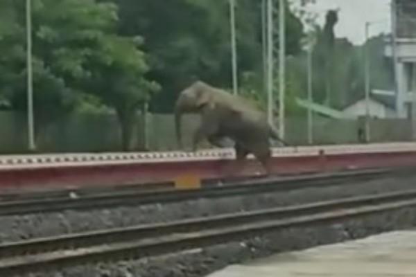 critically wounded train-hit elephant in tripura succumbs to injuries