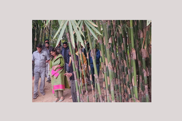 maharastra plans mou with tripura to strengthen bamboo based industry entrepreneurship