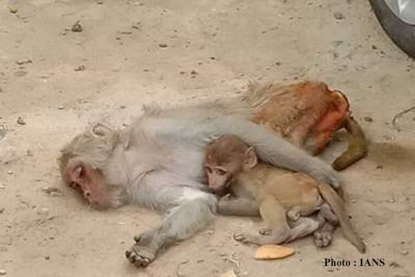 over 50 monkeys poisoned to death in telangana