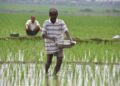 Cabinet-approves-Rs-37216-crore-subsidy-for-fertilizers