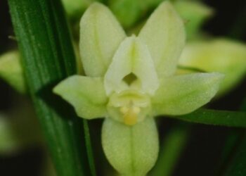 70-Stunning-Orchids-Found-in-Assam