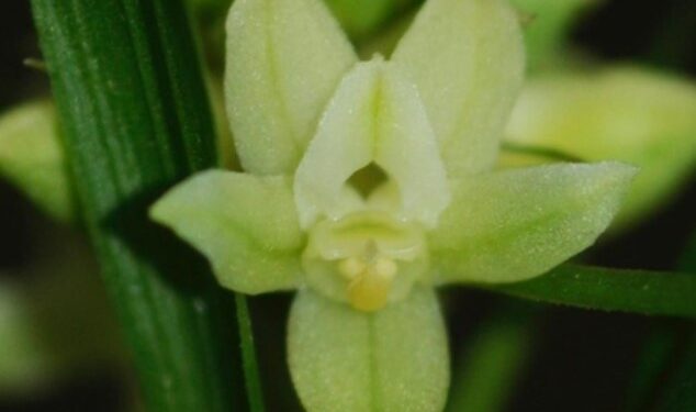 70-Stunning-Orchids-Found-in-Assam