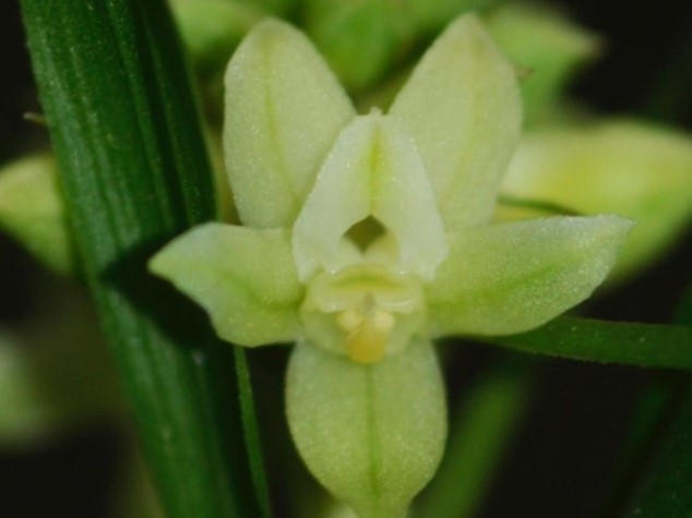 70-Stunning-Orchids-Found-in-Assam