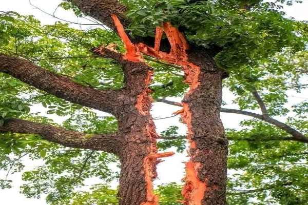 Deadly-Lightning-Strike-in-Tripura