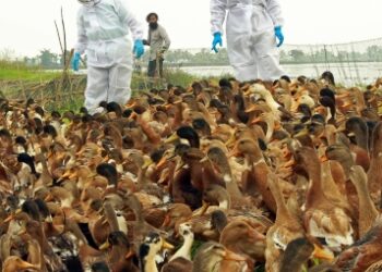 Infectious animal diseases migrating to new species, about half raise threat to humans: Report