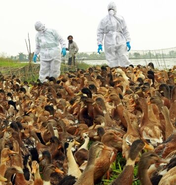 Infectious animal diseases migrating to new species, about half raise threat to humans: Report