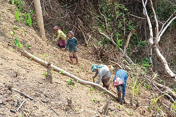 Jhum-Cultivation-Tripura