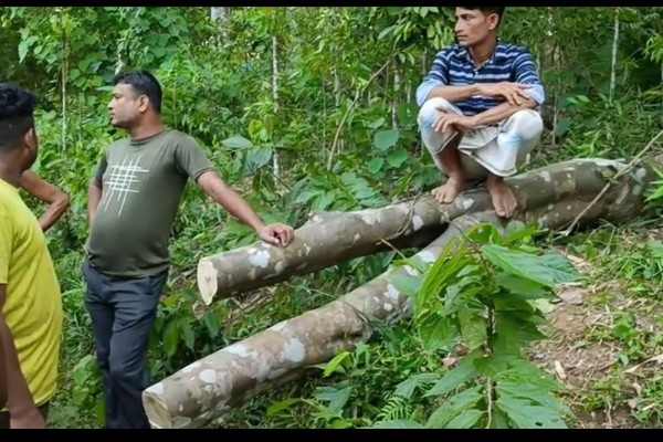 Tension at Kadamtala in Tripura Over Cutting of Agar Tree from Cemetery