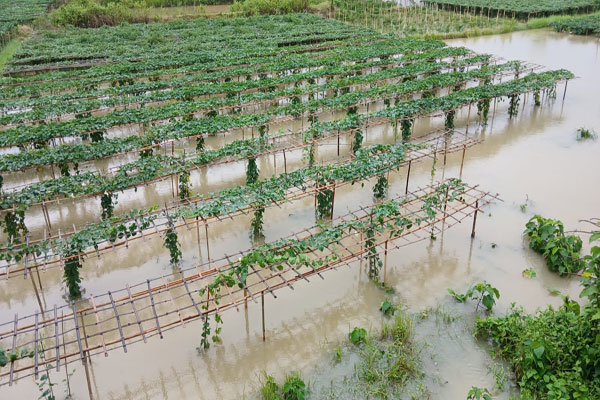 Tripura-Khowai-Farmers-Face-losses-After-Heavy-Rainfall