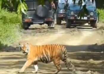 Assam not only protecting tigers, but reclaiming their kingdom: CM Sarma
