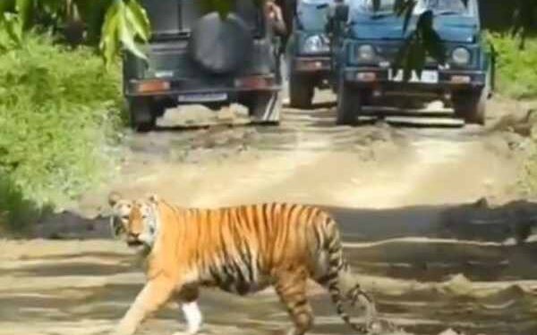 Assam not only protecting tigers, but reclaiming their kingdom: CM Sarma
