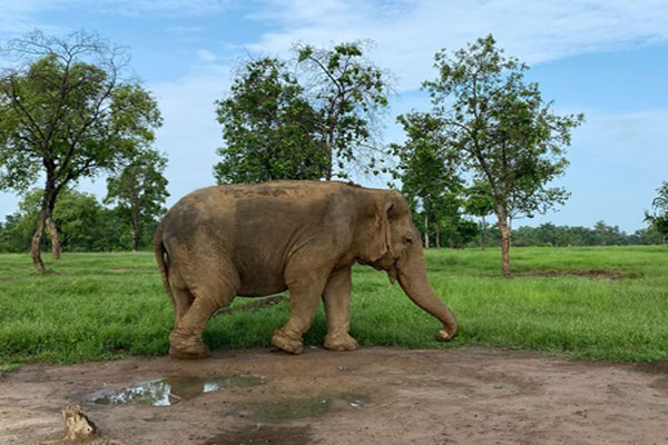 Dadi Maa of the Jungle No More: Asia’s Oldest, India’s Centenarian Elephant Vatsala Bids Goodbye