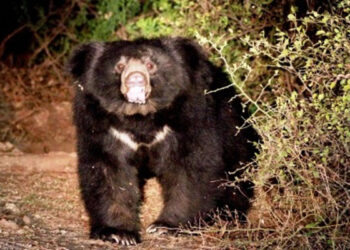 8-Year-old Assam boy mauled to death by sloth bear in TN's Valparai