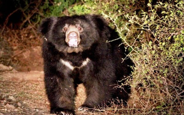 8-Year-old Assam boy mauled to death by sloth bear in TN's Valparai