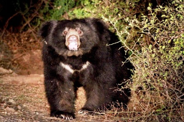 8-Year-old Assam boy mauled to death by sloth bear in TN's Valparai