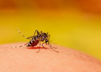 Laos expands eco-friendly mosquito method to combat dengue