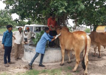 States adequately funded for vaccinating bovines against livestock diseases: Govt