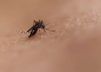 Mosquito saliva may boost body’s immune system against chikungunya