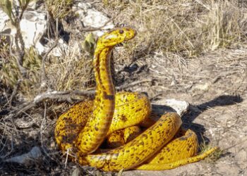 New antivenom effective against 17 African snake species