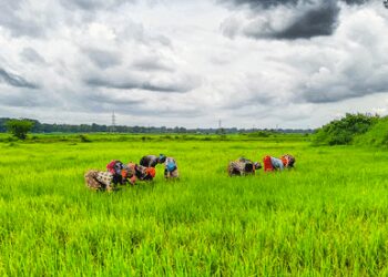 PKVY nurturing organic farming in India, empowering millions of farmers