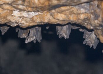 Scientists detect new Covid-like virus from moustached bats in Brazil
