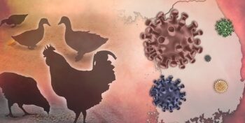 Bird flu viruses can resist fever, increase threat to humans: Study