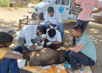 Gujarat’s mobile veterinary scheme treats 85 lakh animals free; becomes national model