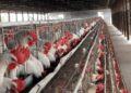 India's poultry sector likely to record 4-6 per cent revenue growth in 2025-26 as demand rises